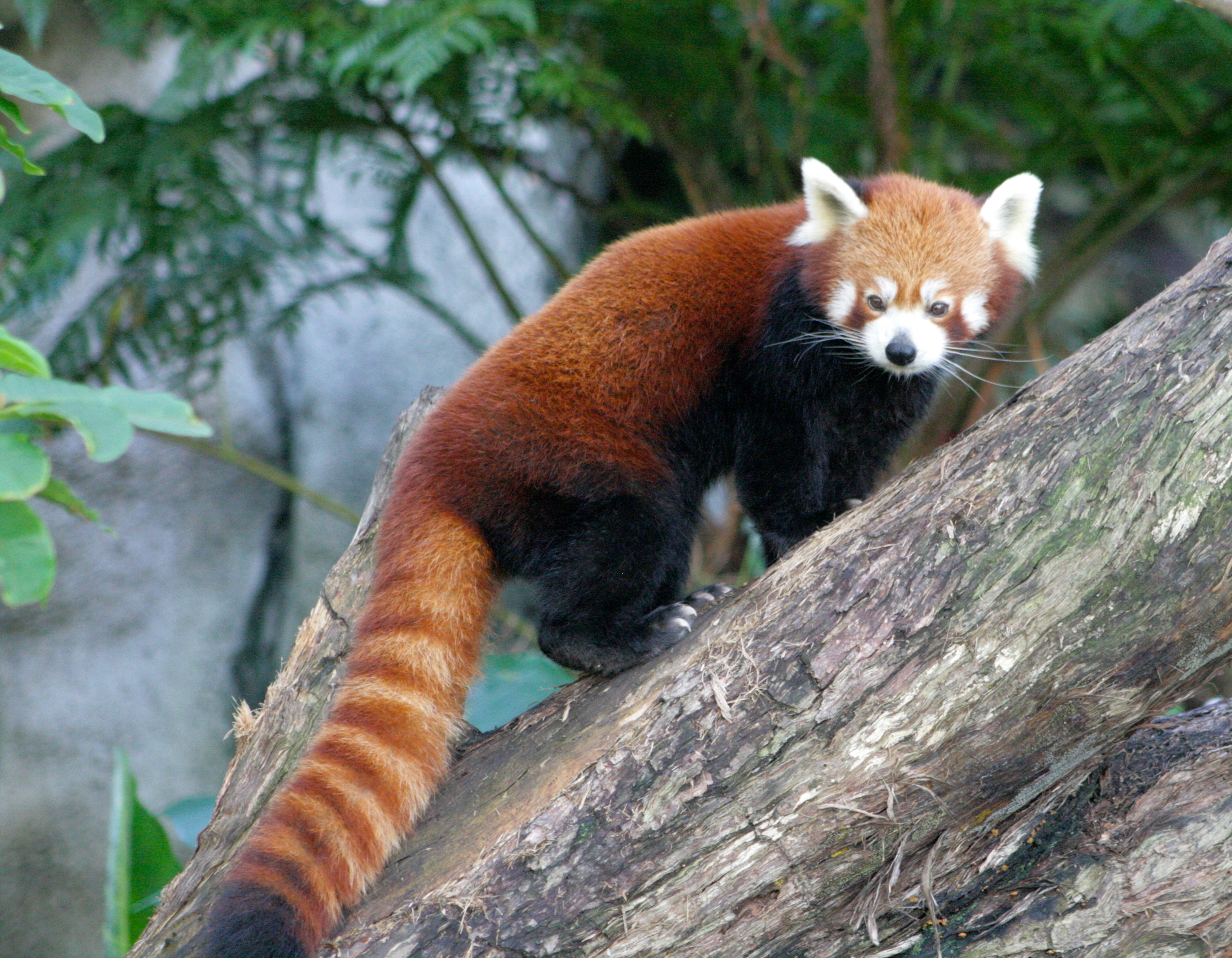 Hasil gambar untuk red panda